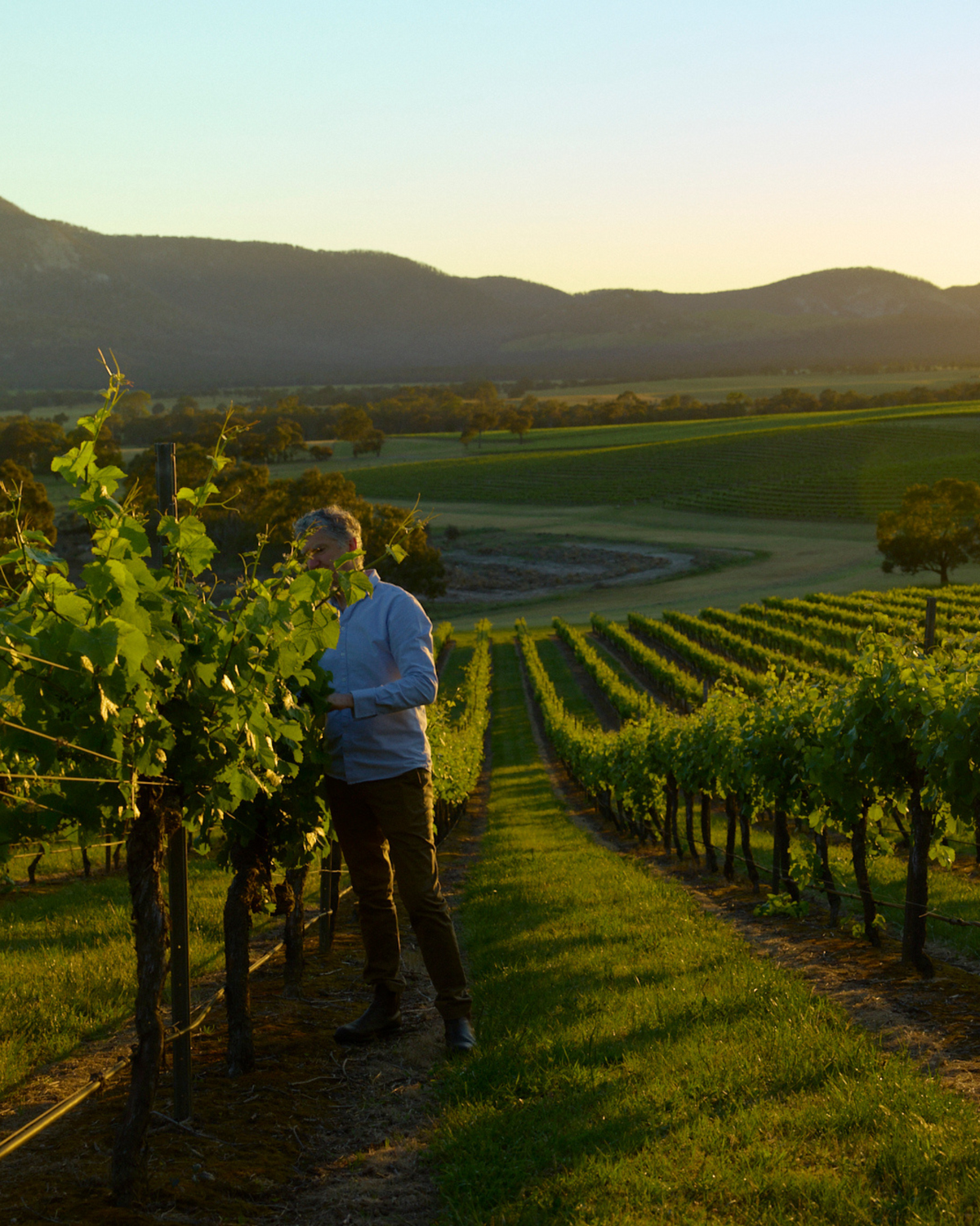 Vineyard worker inspecting vines overlooking a dam and valley at sunset