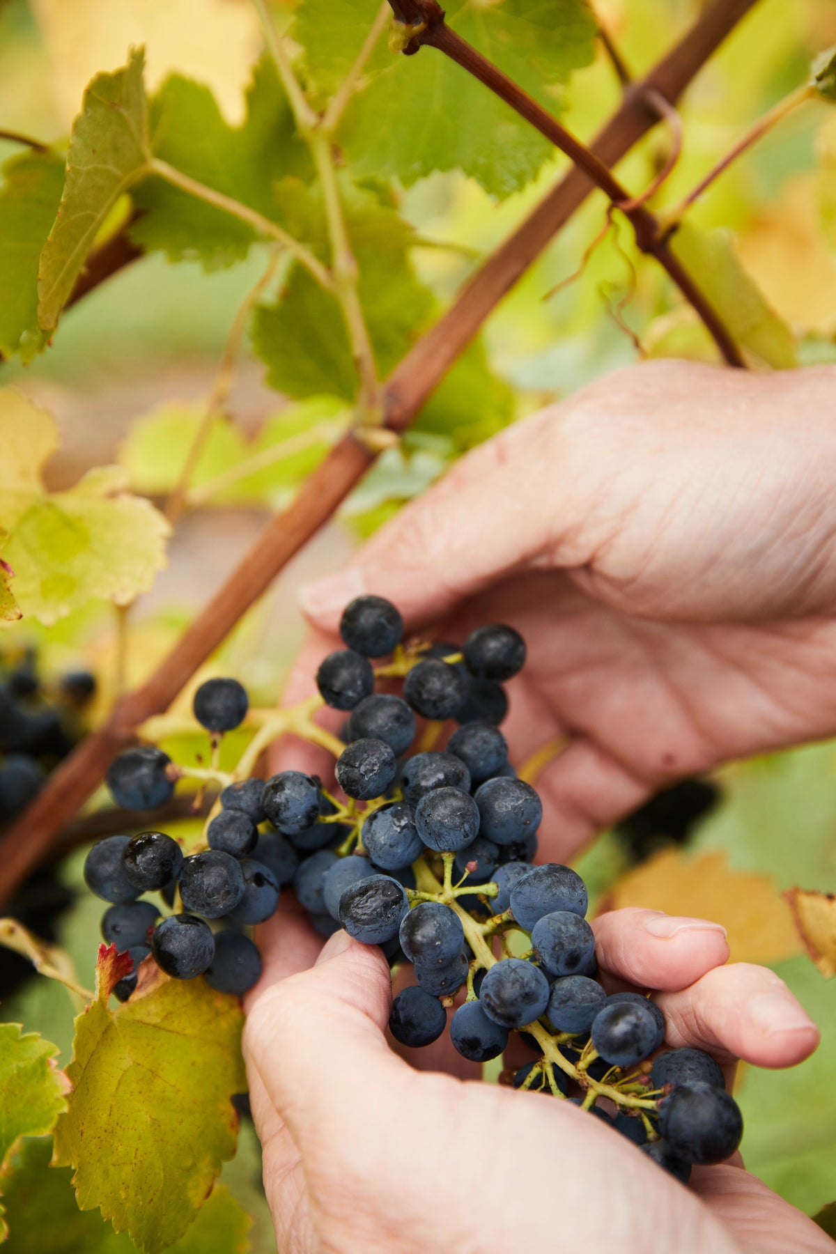 Hands holding a bunch of dark Shiraz grapes on the vine