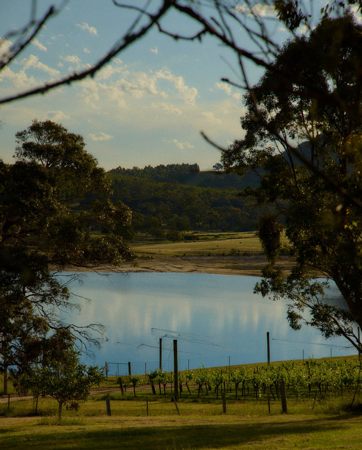 Vineyard and dam viewed through tree branches with hills in the distance
