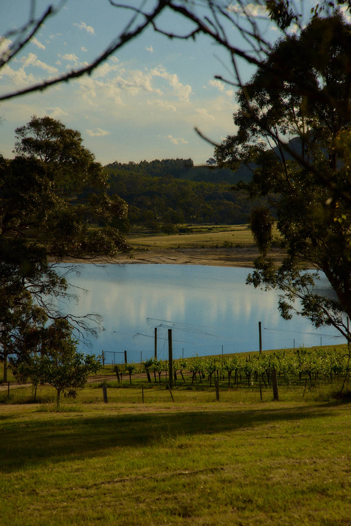 View of a dam and vineyard rows framed by trees at sunset