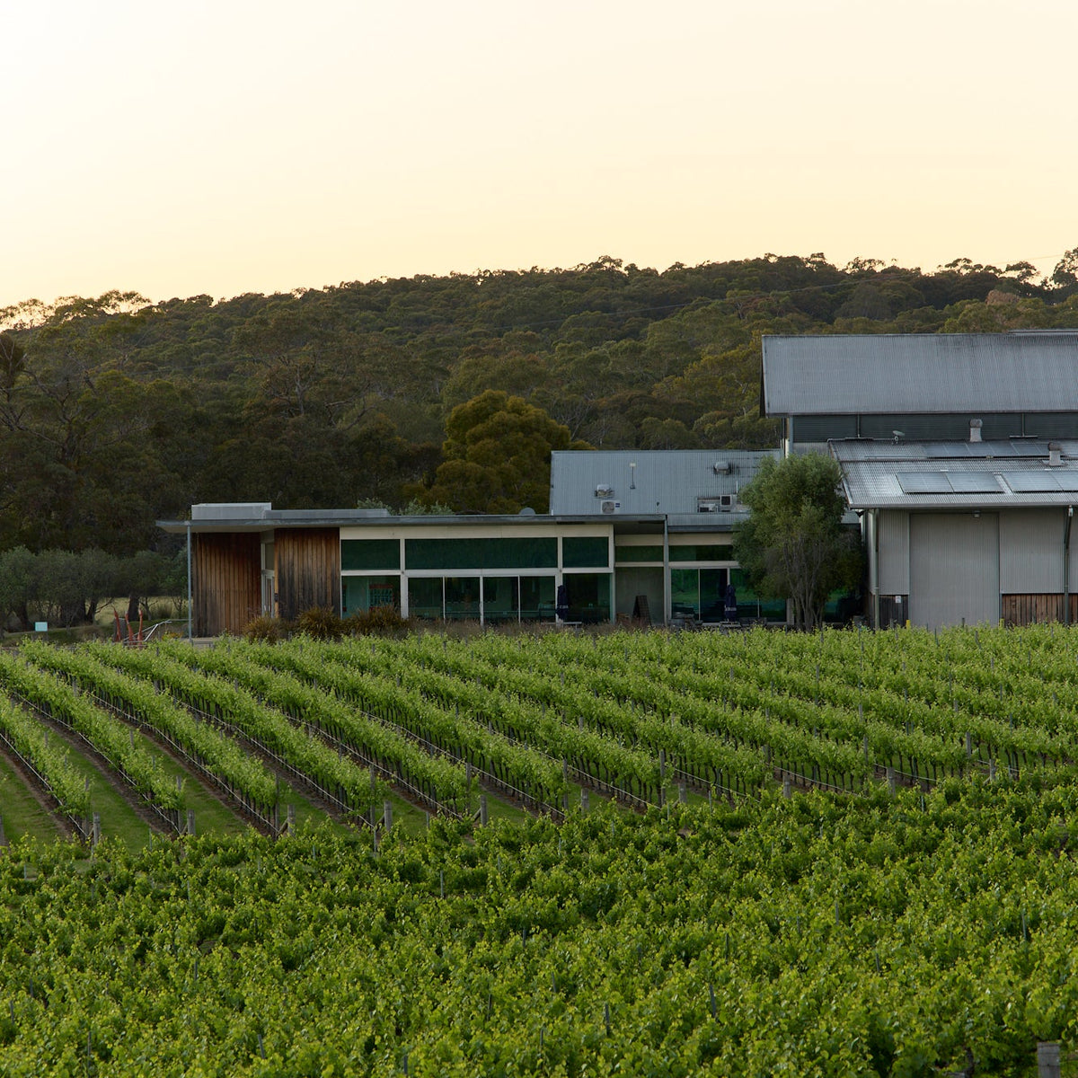 Mount Langi Ghiran winery building nestled among vineyard rows at dusk
