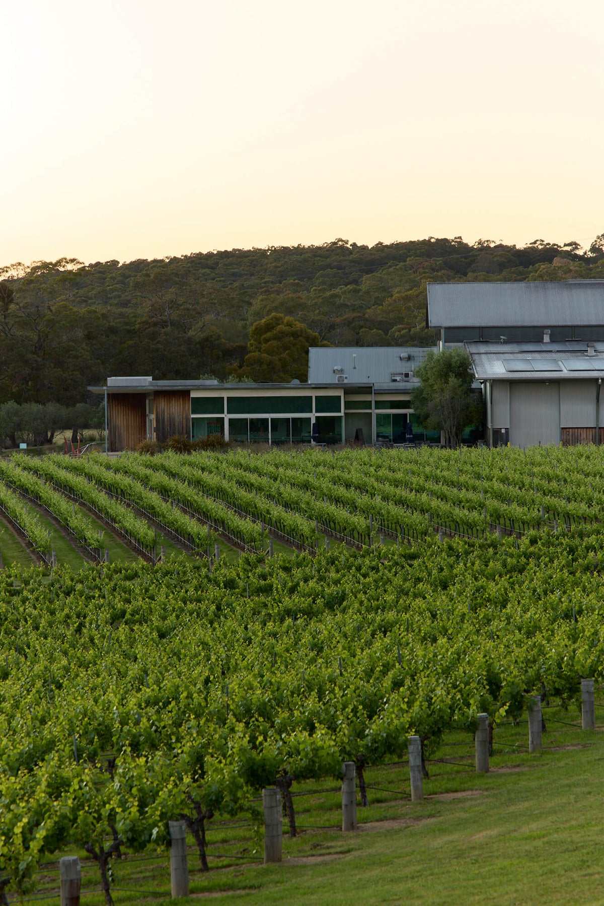 Winery building overlooking vineyard rows at dusk