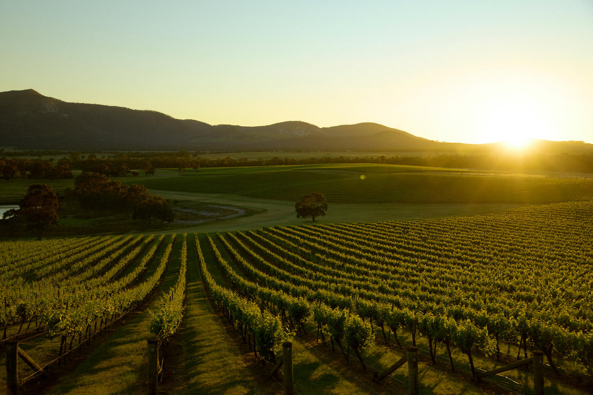 Sweeping vineyard landscape at sunset with sun flare over distant hills