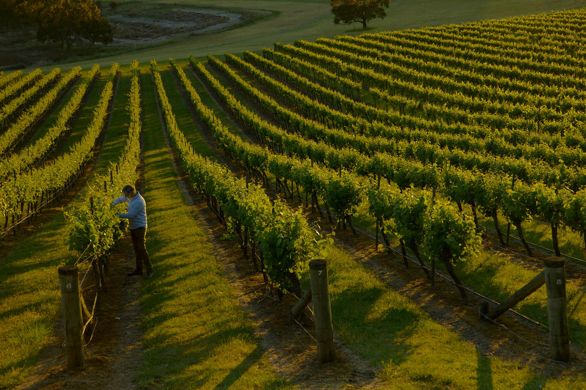 Vineyard worker tending vines among rows at golden hour