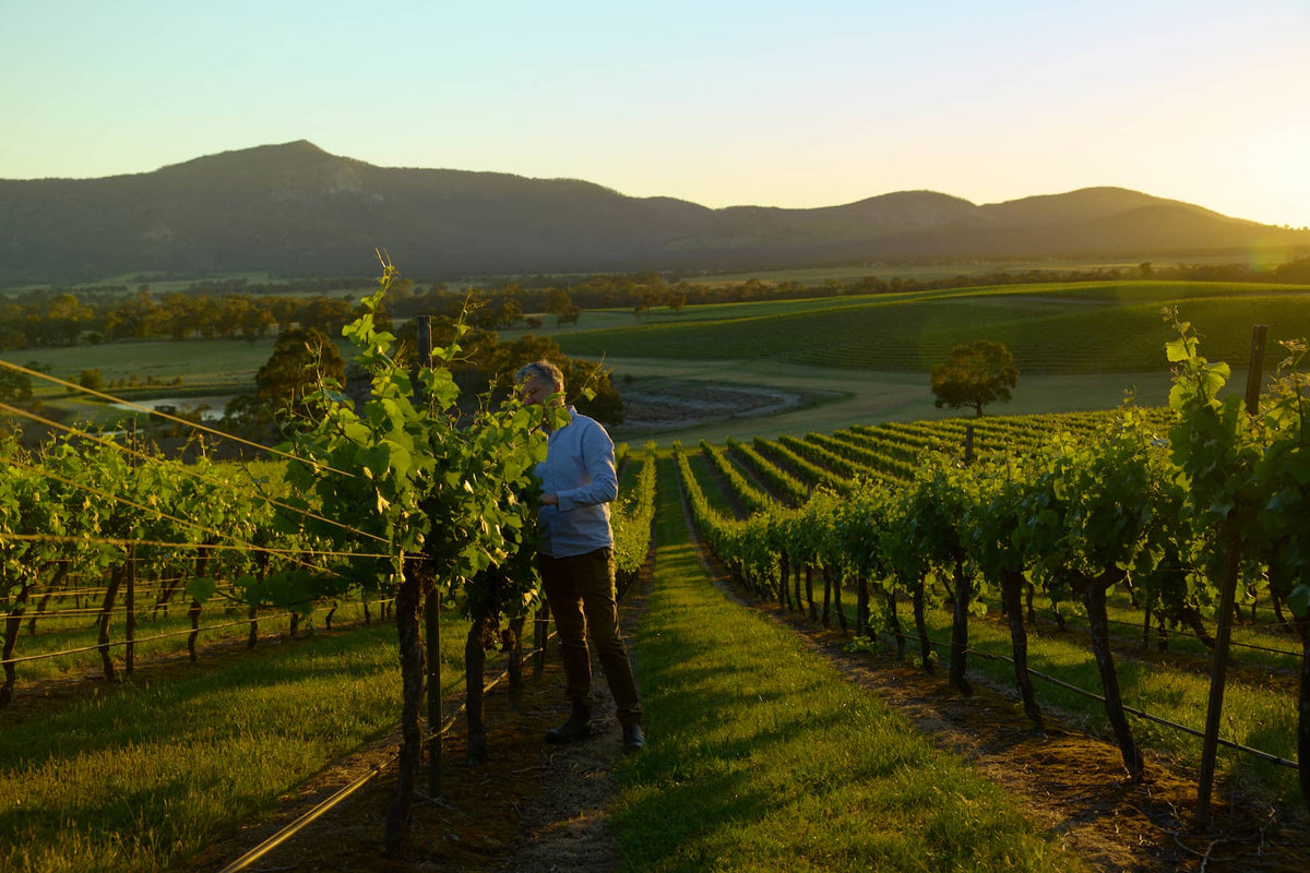 Vineyard worker inspecting vines overlooking a dam and valley at sunset