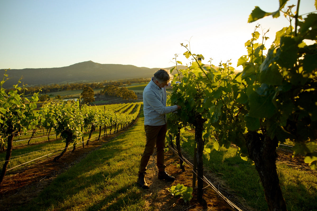 Vineyard worker inspecting grapevines among the rows with mountains in the background