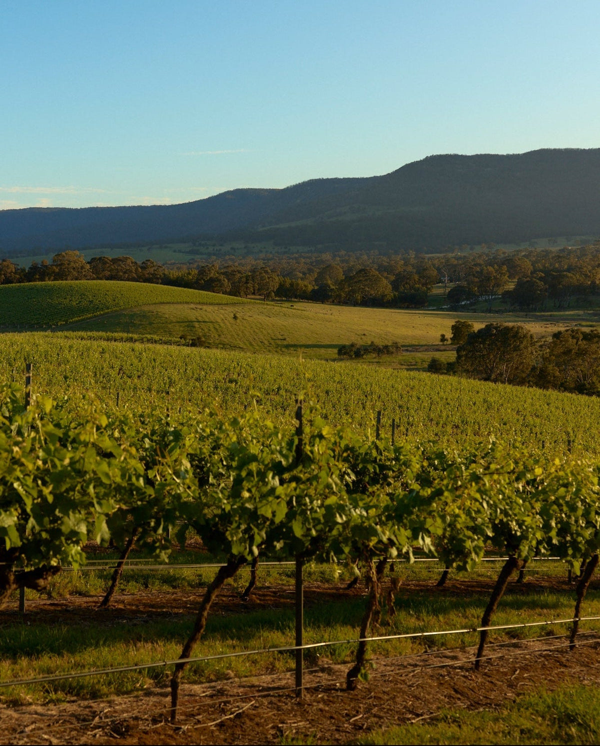 Vineyard rows on a hillside with mountains in the background at sunset