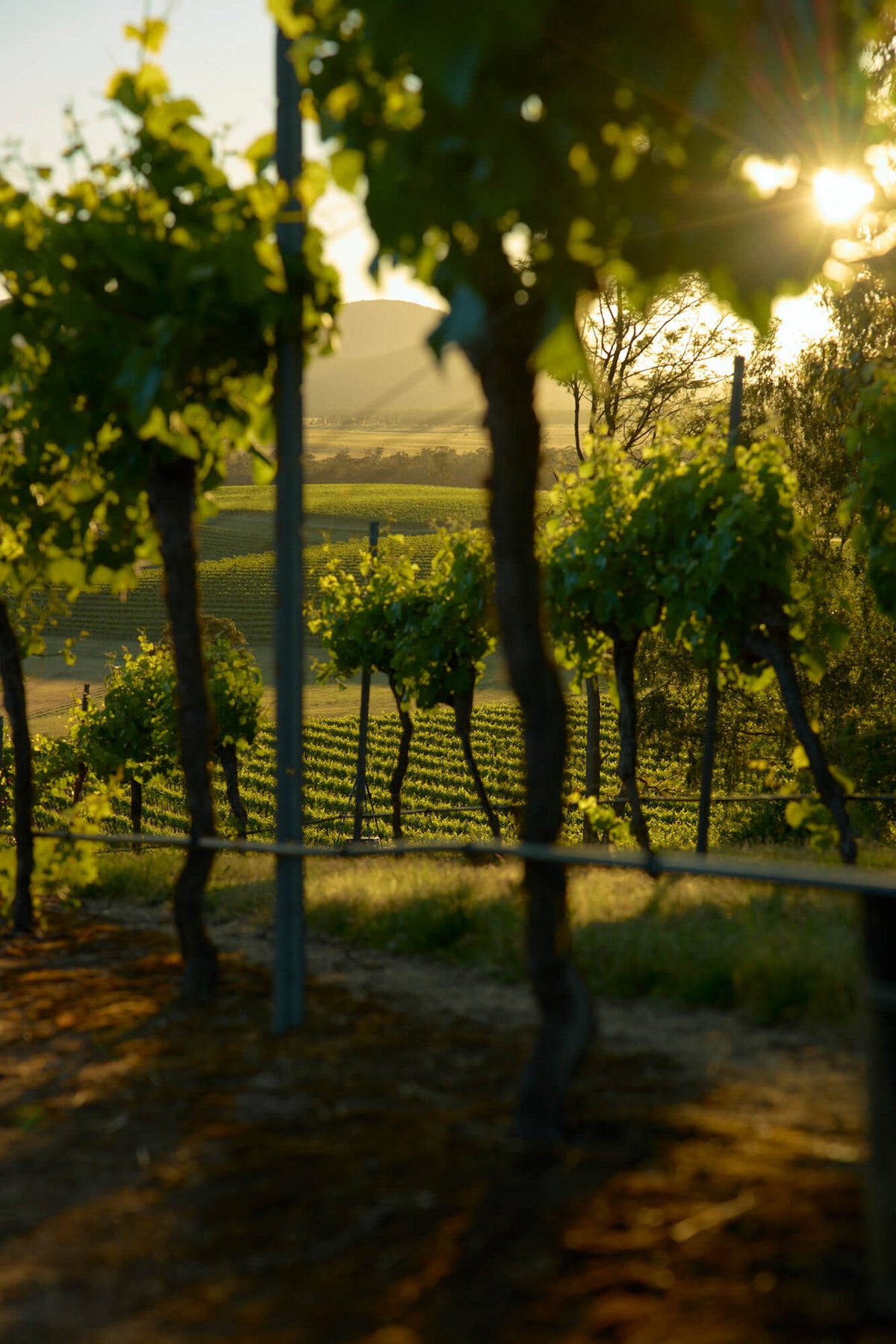 Sun flare through vine leaves in a vineyard row at sunset with mountains beyond