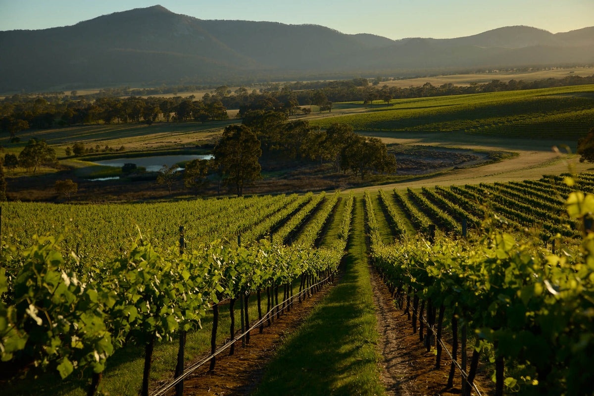 Vineyard rows leading toward a pond and mountain range at golden hour