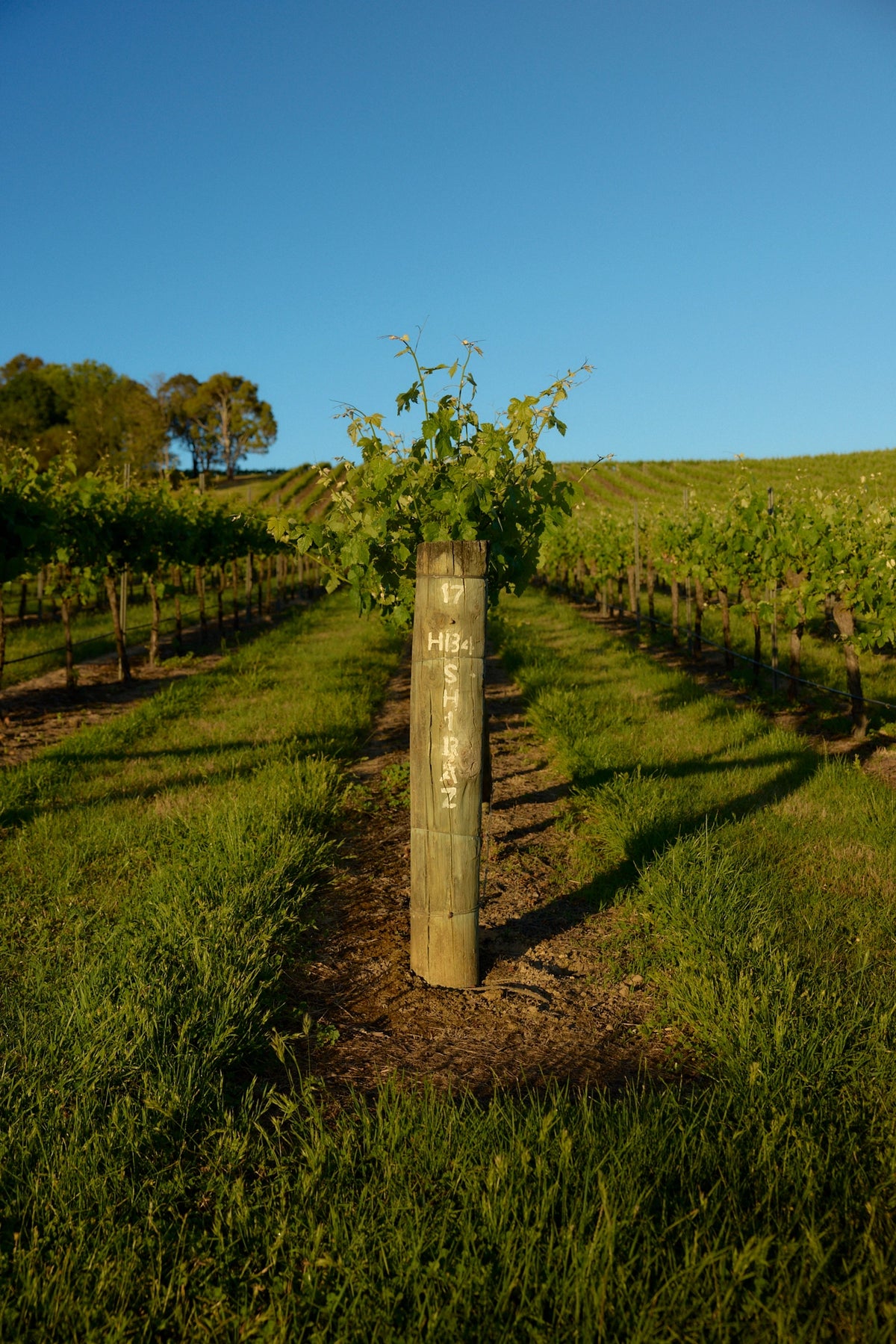 Young vine growing beside a vineyard row post marked Shiraz