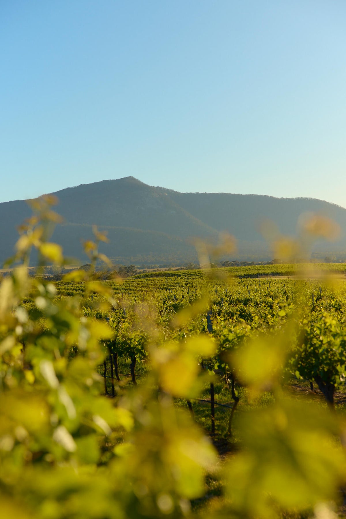 Vineyard rows framed by grapevine leaves with a mountain peak beyond