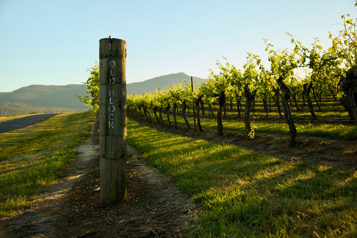 Wooden vineyard post labeled 'Old Block' beside rows of grapevines and mountains