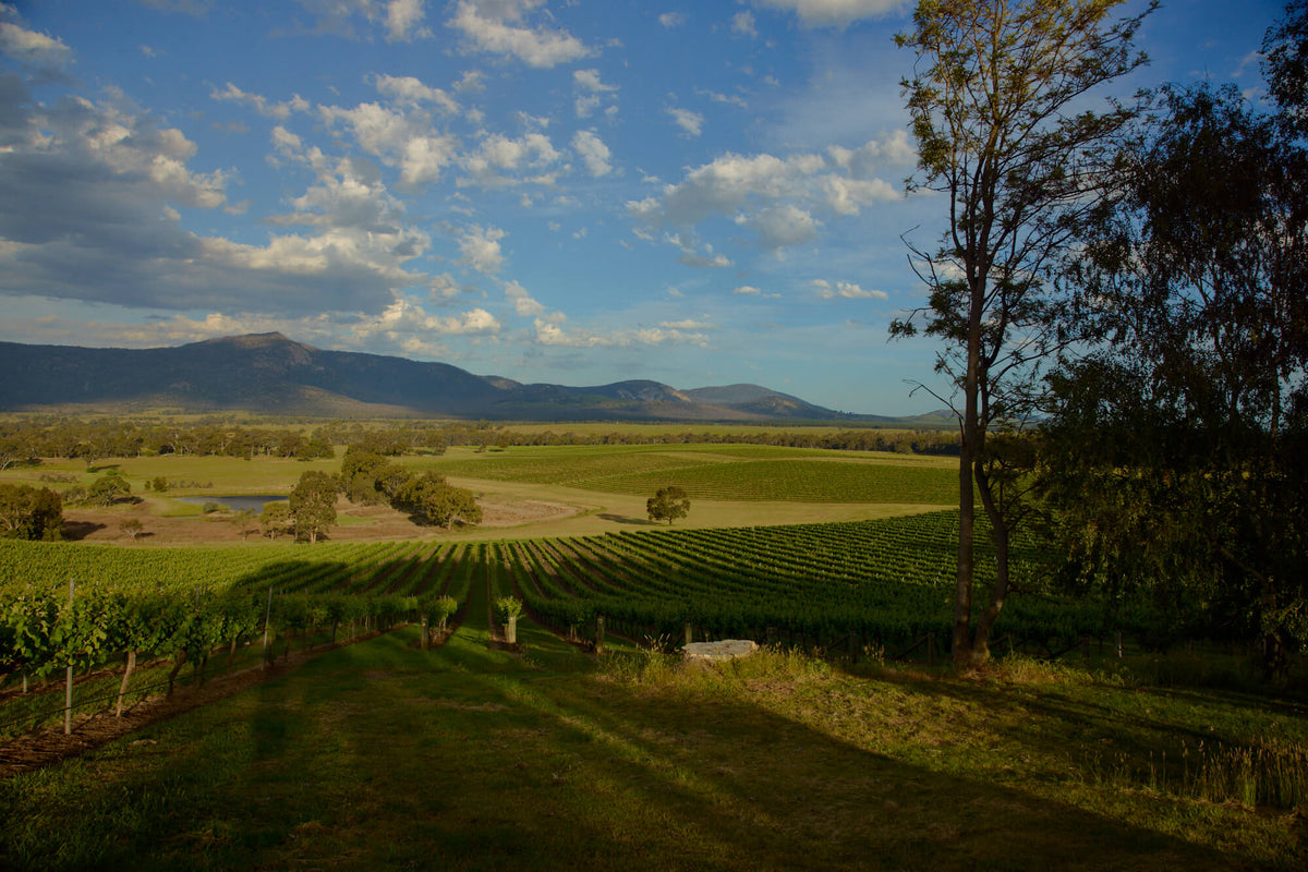 Elevated view of vineyard rows and valley framed by trees under a blue sky