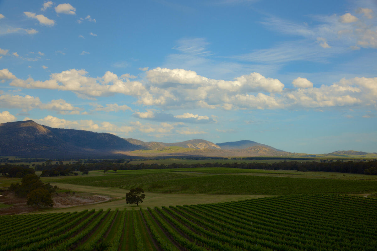 Elevated view of vineyard rows leading to mountains under a partly cloudy sky