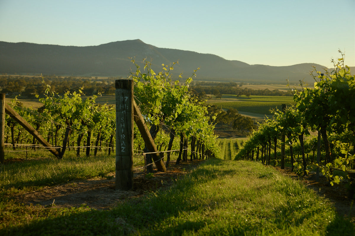 Rows of Shiraz vines leading toward Mount Langi Ghiran at golden hour