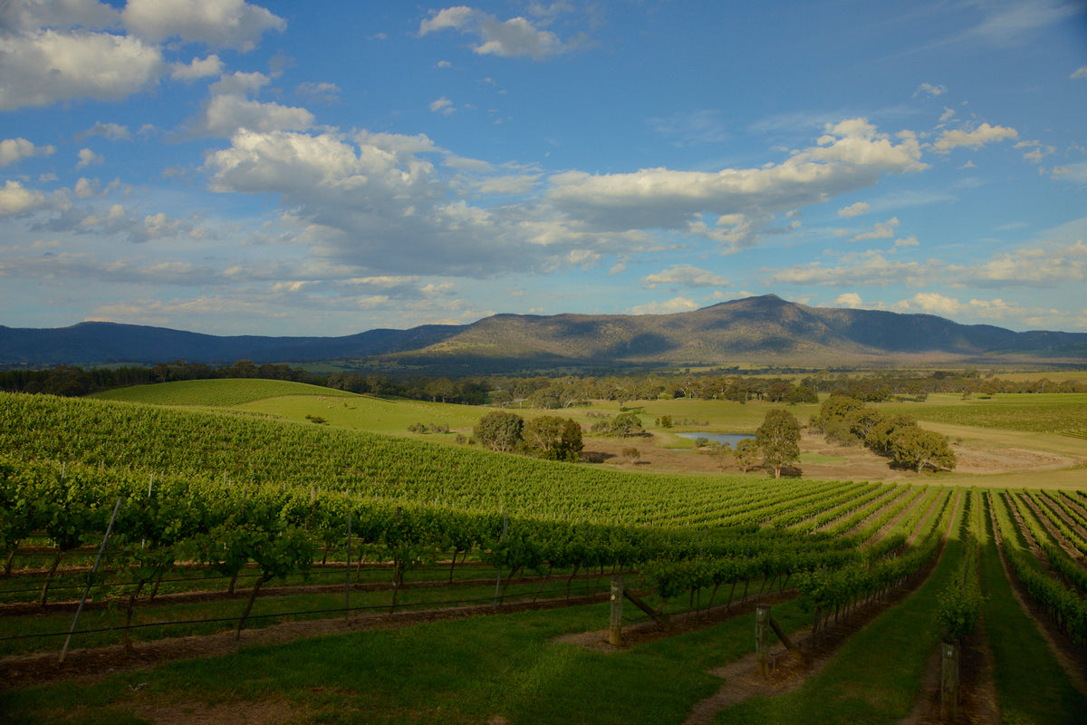 Vineyard rows stretching toward the Grampians mountain range under a blue sky