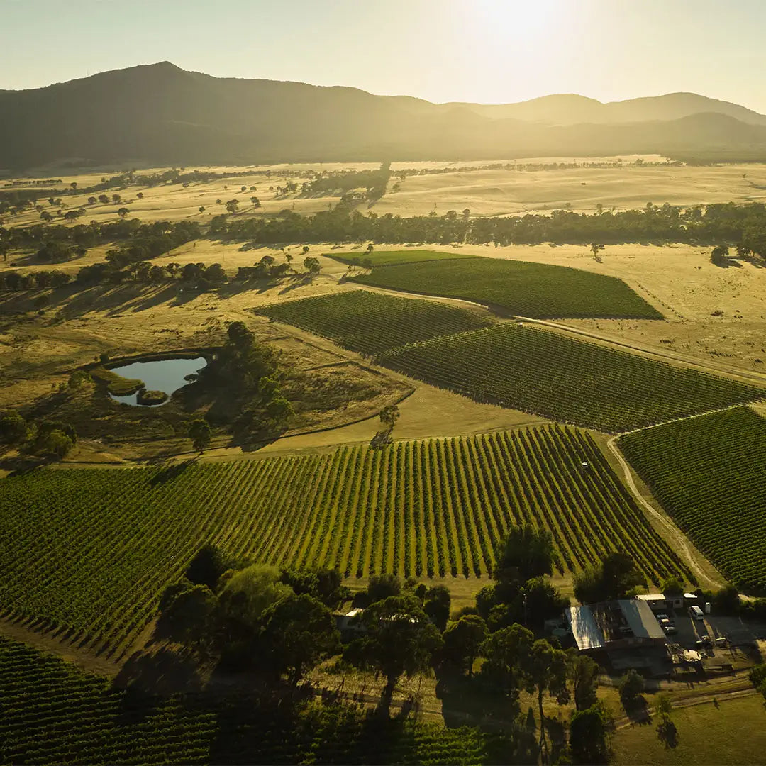 Aerial view of vineyard rows and a dam at sunset near the winery buildings