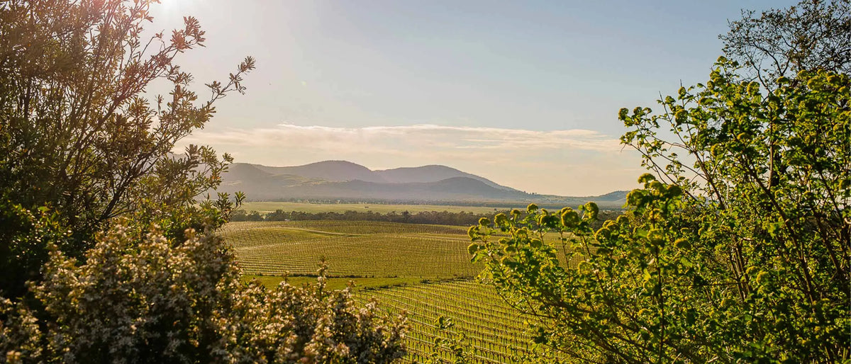 Vineyard view framed by flowering shrubs and trees with mountains beyond