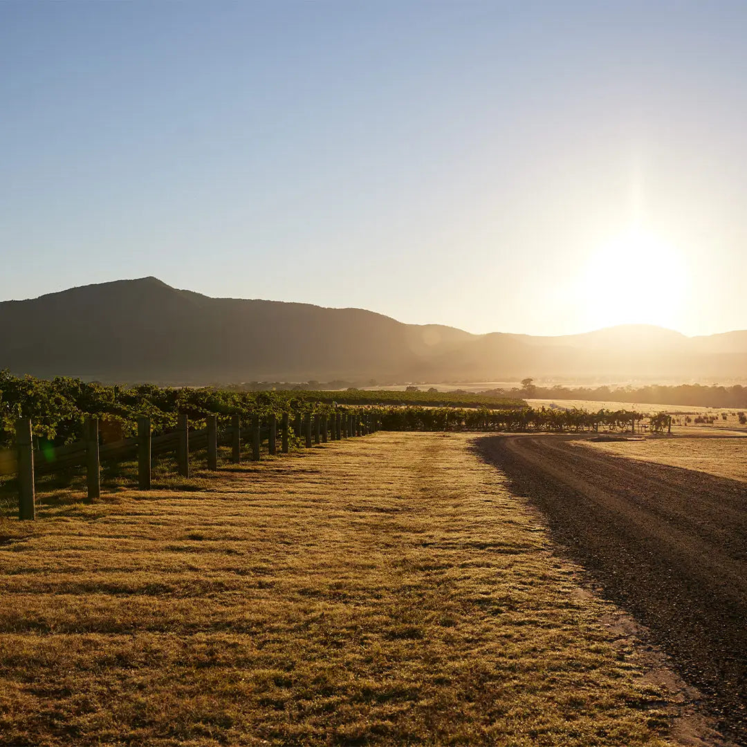 Sun rising over a vineyard with a gravel road running alongside the vine rows
