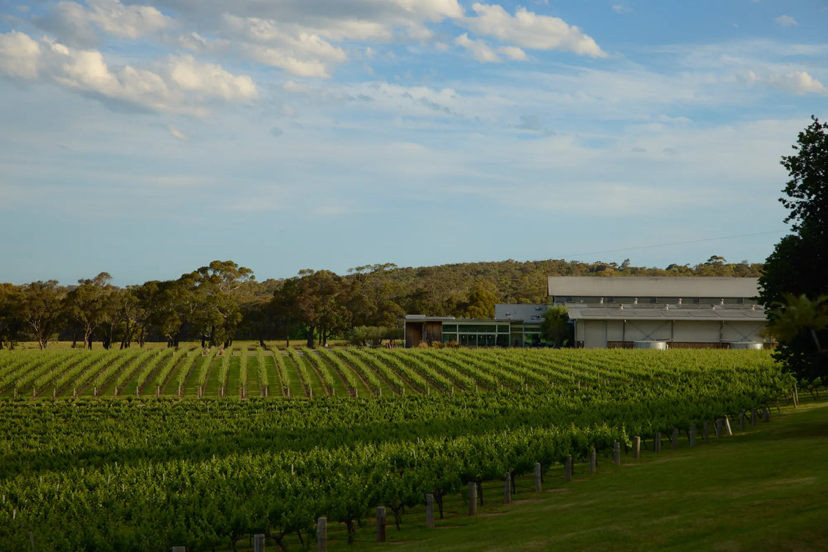 Vineyard rows leading toward the winery building under a partly cloudy sky