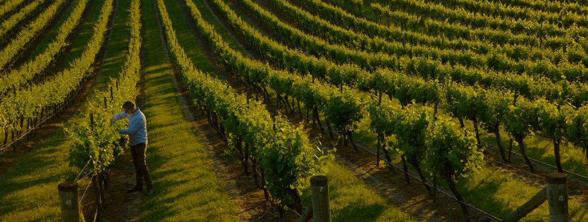 Vineyard worker inspecting vines in rows of grapevines at golden hour
