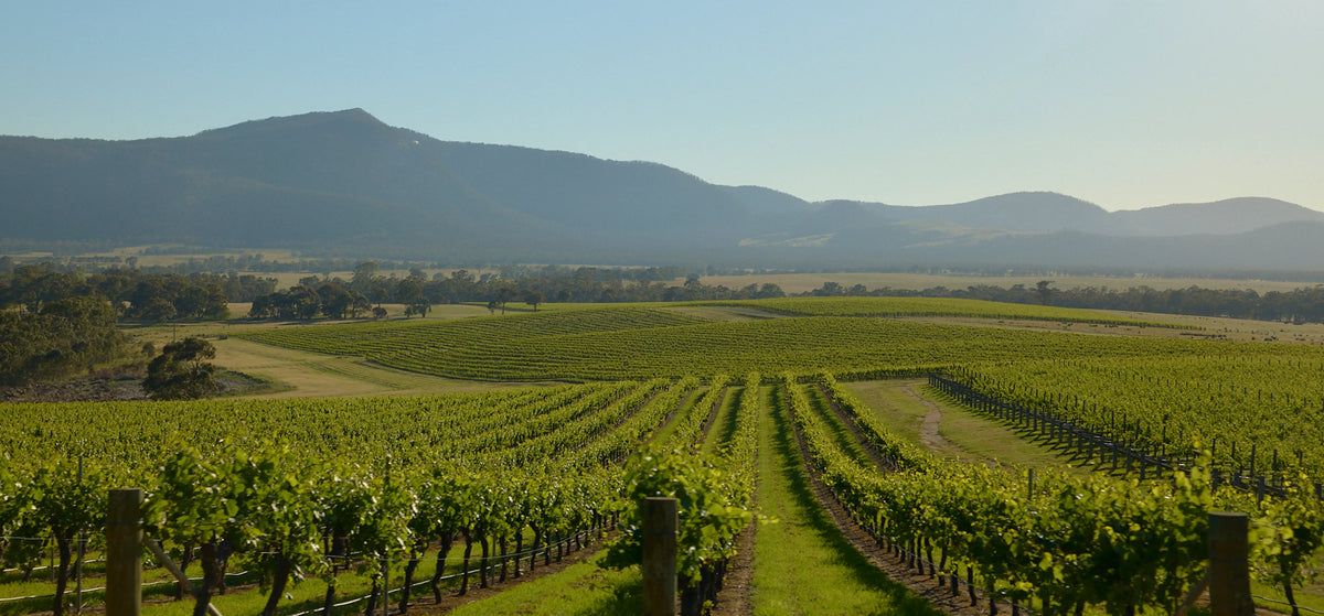 Vineyard rows curving across rolling hills with mountains in the distance