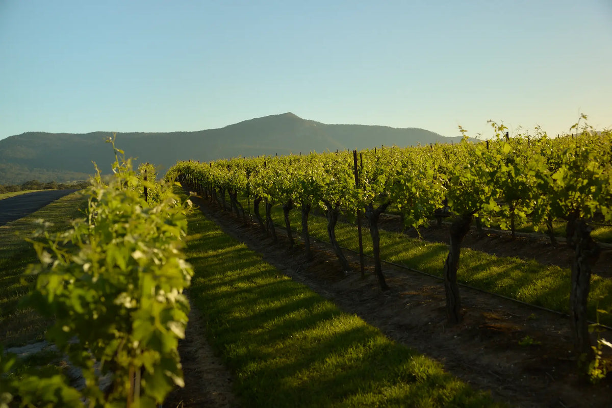 Rows of grapevines leading toward a mountain under a clear sky