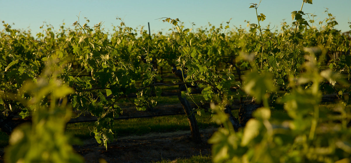 Close-up of sunlit vineyard vine leaves and rows in the evening light