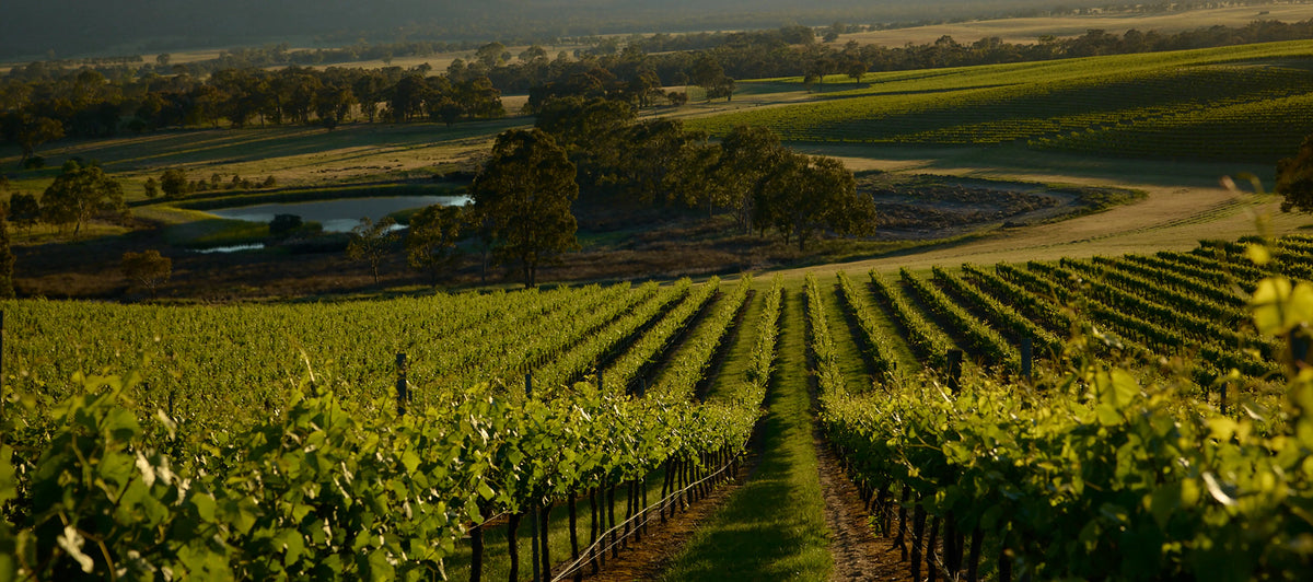 Aerial view of vineyard rows around a small dam, framed by trees at sunset