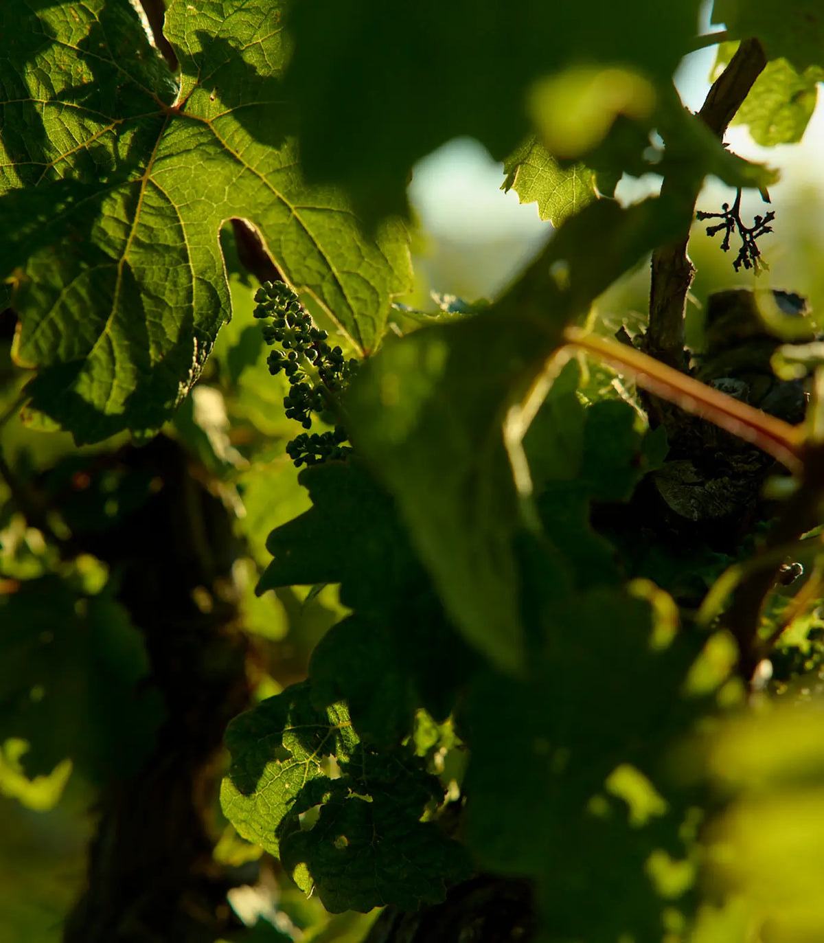 Backlit close-up of grape leaves and a small immature grape cluster on the vine