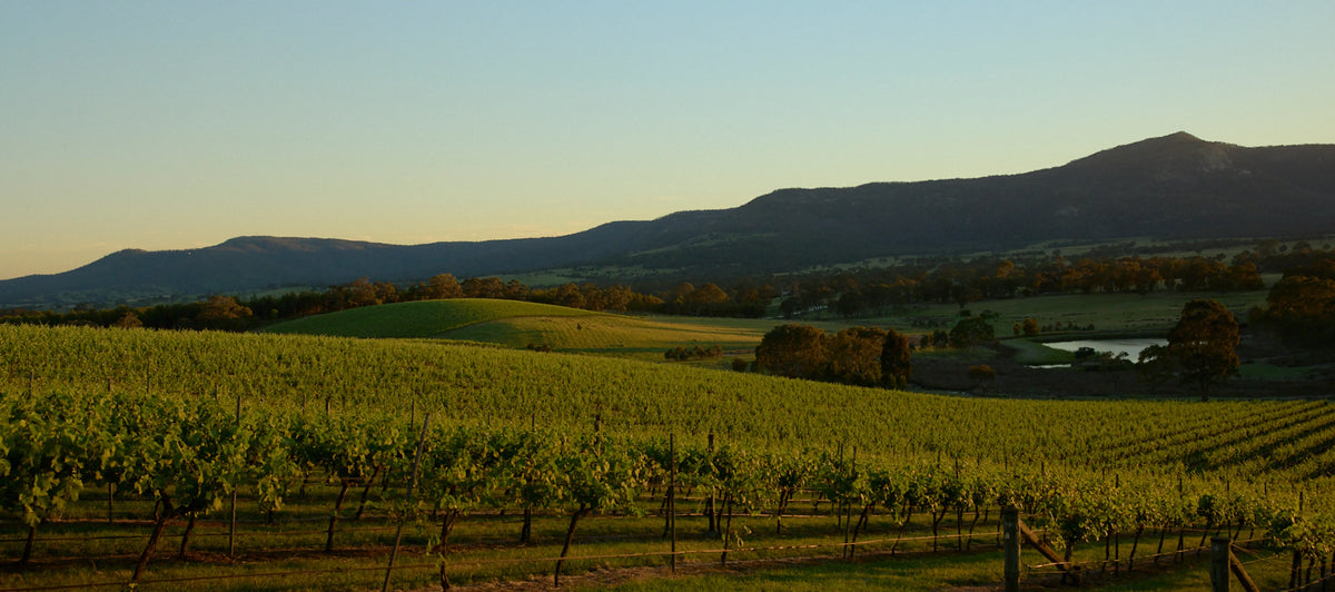 Vineyard rows leading to a dam with mountains in the background at golden hour