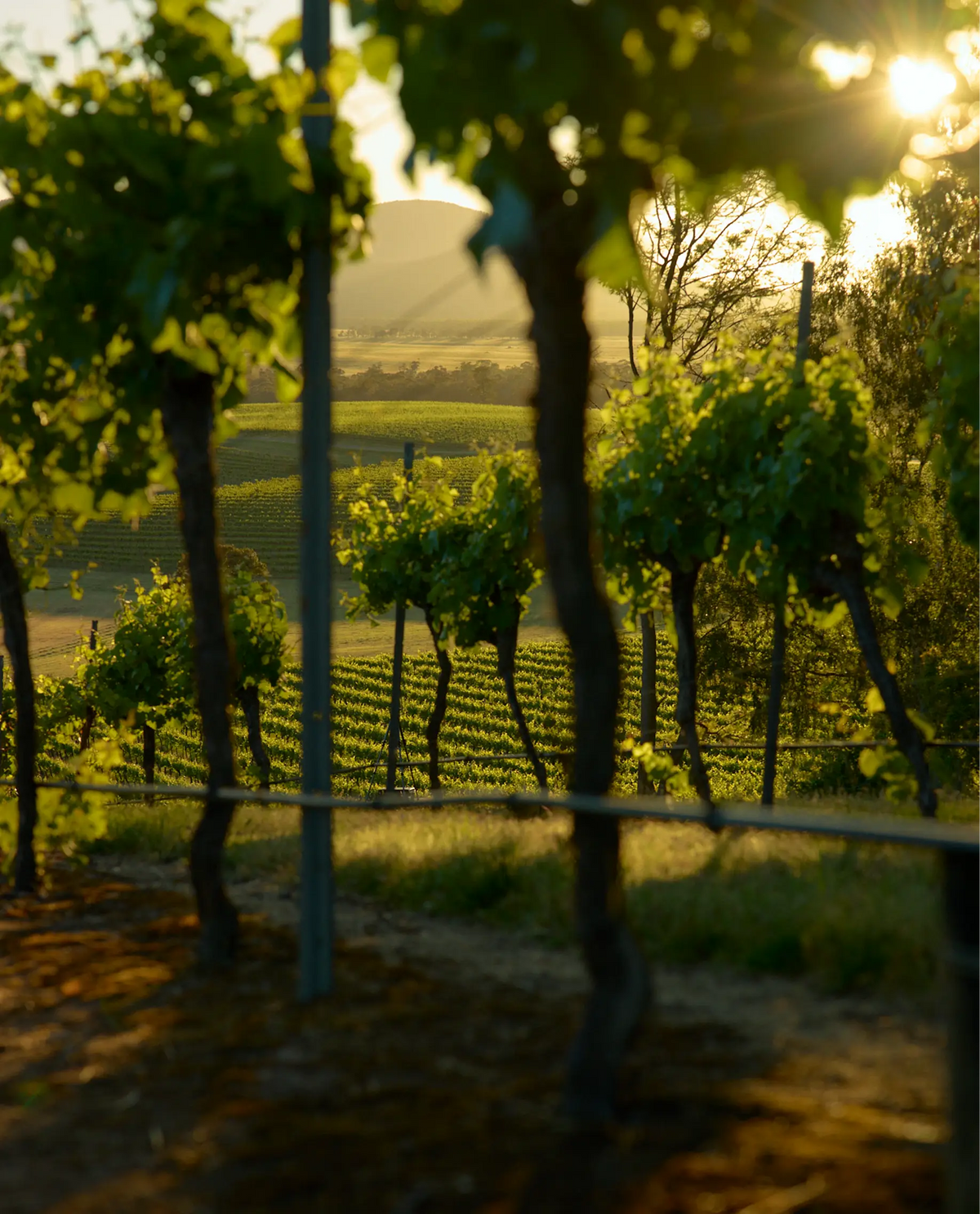 View through vine leaves of vineyard rows at sunset with sun flare