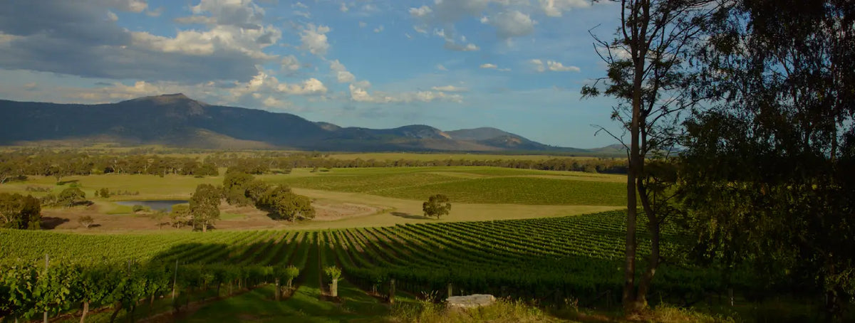Wide aerial view of vineyard rows and a dam among rolling hills at golden hour