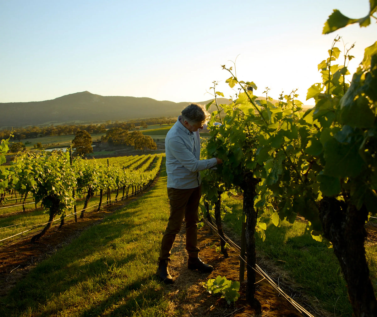 Man inspecting grapevines in a vineyard at sunset, hills in the background