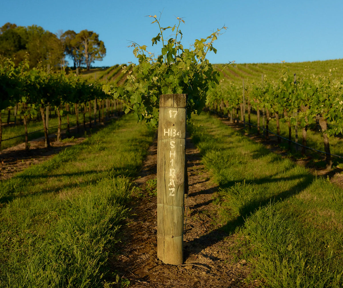 Vineyard row with a post marked 17 H134 Shiraz and a young vine shoot growing above it
