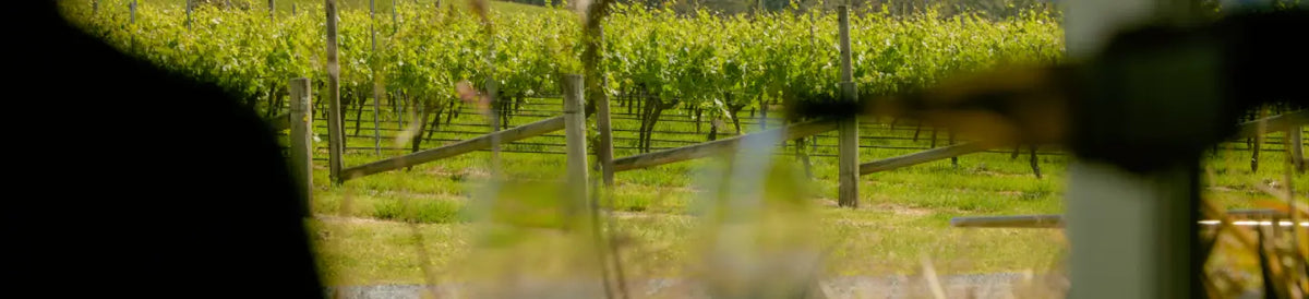 Vineyard rows seen through out-of-focus foreground grasses