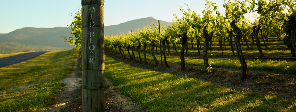 Vineyard row with a wooden post labeled Old Block, mountains in the background