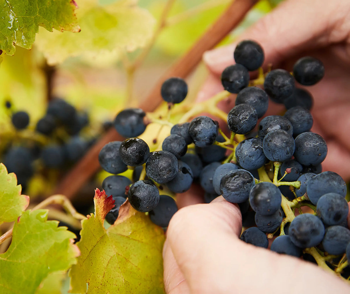 Close-up of hands harvesting a cluster of dark purple grapes on the vine