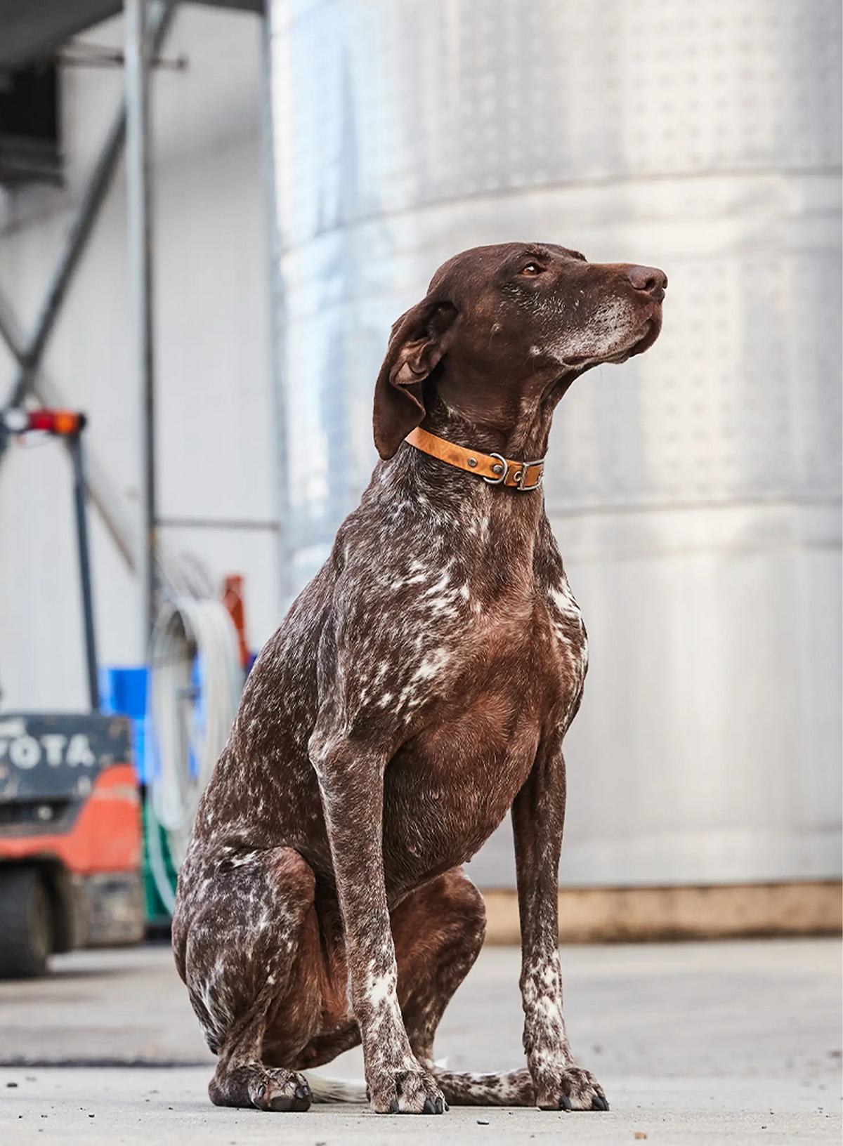 German Shorthaired Pointer dog sitting near stainless steel wine tanks